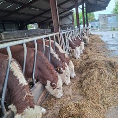 Hereford Bulls
