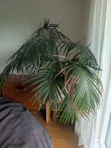 Large palm tree