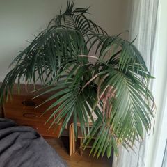 Large palm tree
