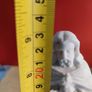 Rare French Holly Figurine Of Sacre Coeur De Jesus Image 2