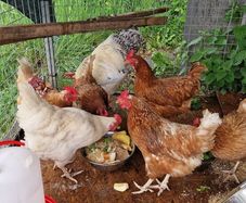 Six hens an a rooster