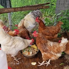 Six hens an a rooster
