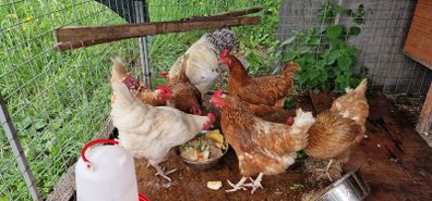 Six hens an a rooster