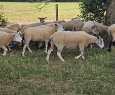 Sheep for sale
