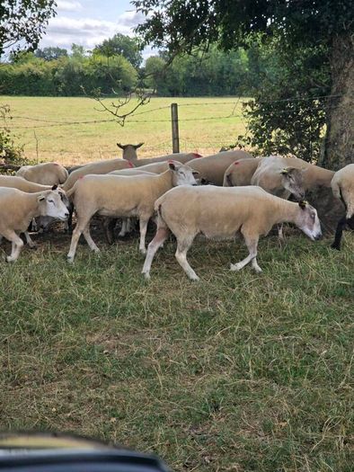 Sheep for sale