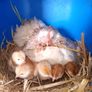 hatching Eggs and chick's Image 3