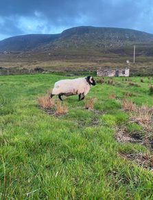 Black faced mountain hogget rams