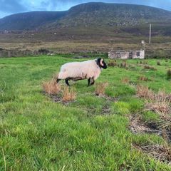 Black faced mountain hogget rams