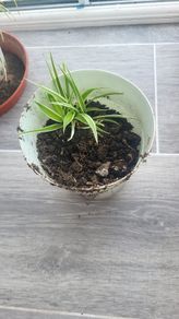 Spider Plant