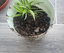 Spider Plant