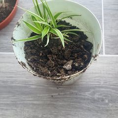 Spider Plant