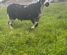 Pure bread Dutch spotted ram lambs
