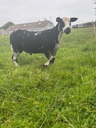 Pure bread Dutch spotted ram lambs