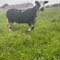 Pure bread Dutch spotted ram lambs