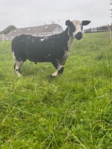 Pure bread Dutch spotted Hogget ram and ram lambs