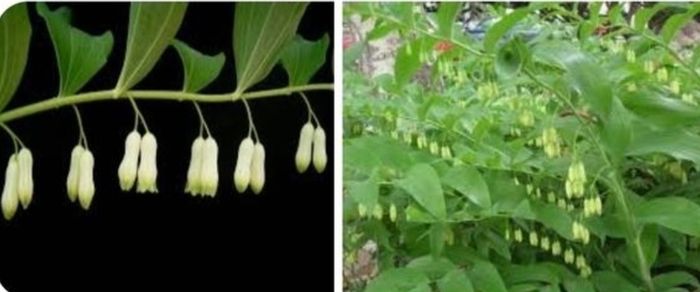 "Solomon's seal "(poligonadum).