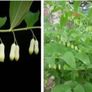 "Solomon's seal "(poligonadum). Image 6