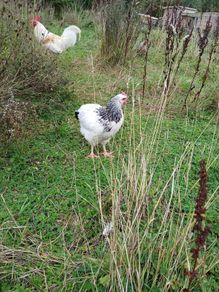 Young roosters
