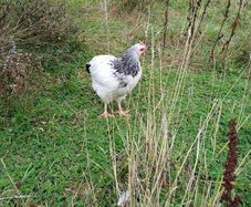 Young roosters