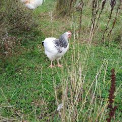 Young roosters
