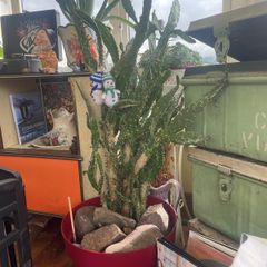 Cactus