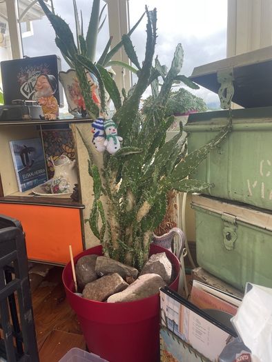 Cactus