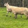 Rams Image 3