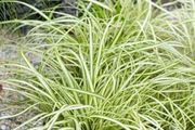 Grasses, Carex Evergold Plants