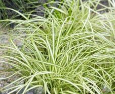 Grasses, Carex Evergold Plants
