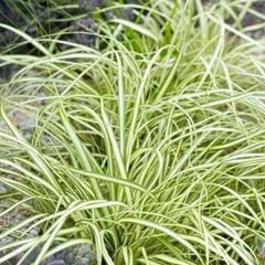Grasses, Carex Evergold Plants