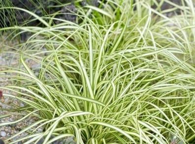 Grasses, Carex Evergold Plants