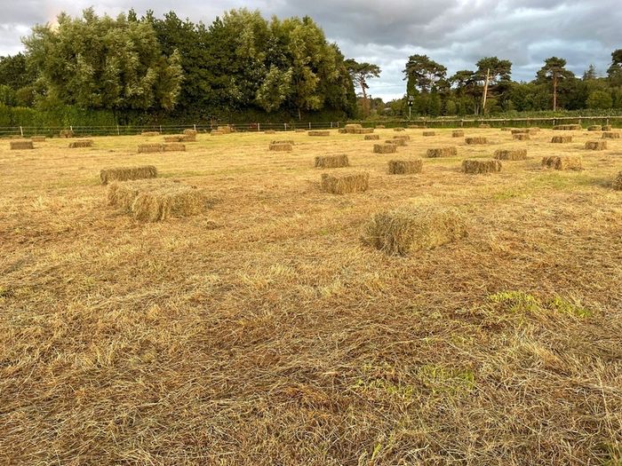 hay for sale
