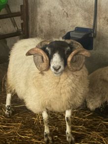 Ram