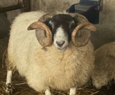 Ram