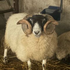 Ram
