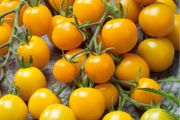 (T) Tomato Goldkrone seeds 0.2g (110612)