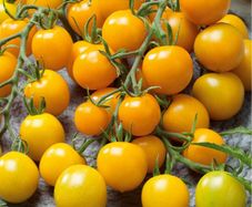 (T) Tomato Goldkrone seeds 0.2g (110612)