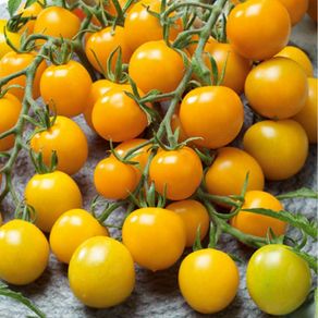 (T) Tomato Goldkrone seeds 0.2g (110612)
