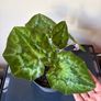 Plant Image 2