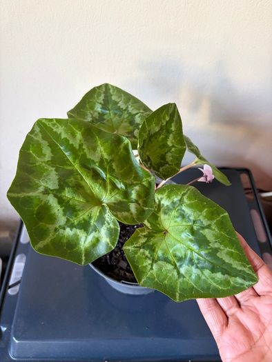 Plant