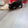 Kittens Image 4
