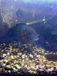 Green terror
