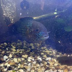 Green terror