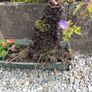 free plants Image 3