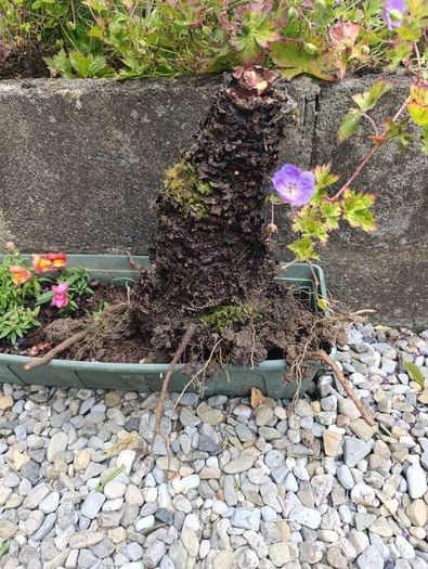 free plants