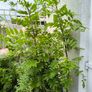 garden plants Image 2