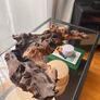 African Hardwood Image 2