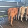 Heifers Image 5