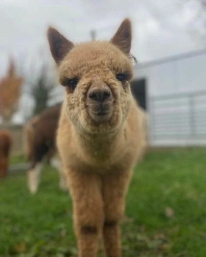 Alpaca's - Ballymac Alpaca