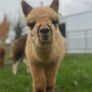 Alpaca's - Ballymac Alpaca Image 3
